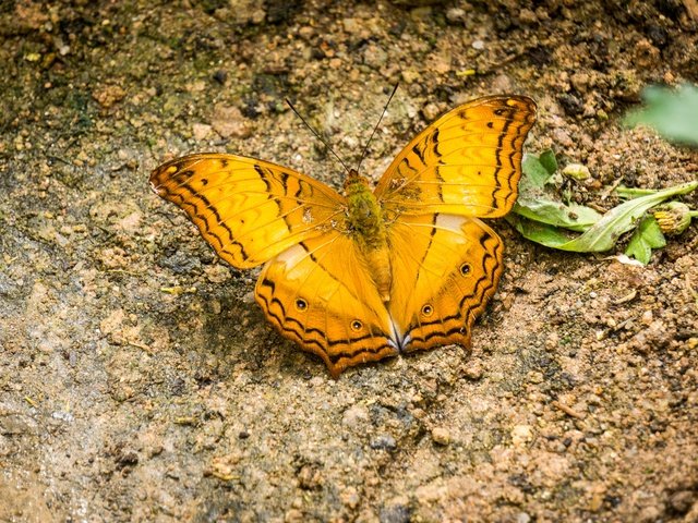 Обои природа, насекомое, бабочка, крылья, жёлтая, малайзия, нагорье, nature, insect, butterfly, wings, yellow, malaysia, highlands разрешение 6000x4000 Загрузить