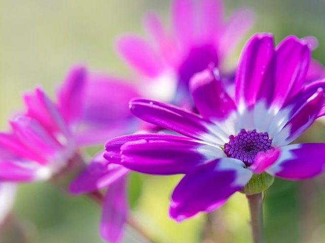 Обои цветы, макро, лепестки, остеоспермум, flowers, macro, petals, osteospermum разрешение 2555x1600 Загрузить