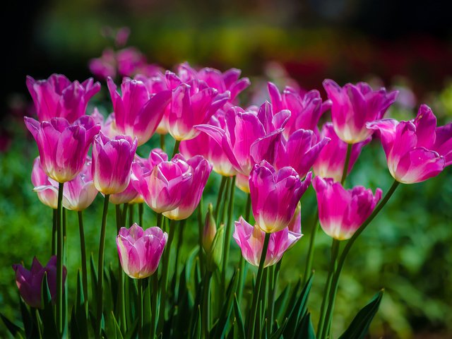 Обои цветы, весна, тюльпаны, розовые, flowers, spring, tulips, pink разрешение 2048x1356 Загрузить