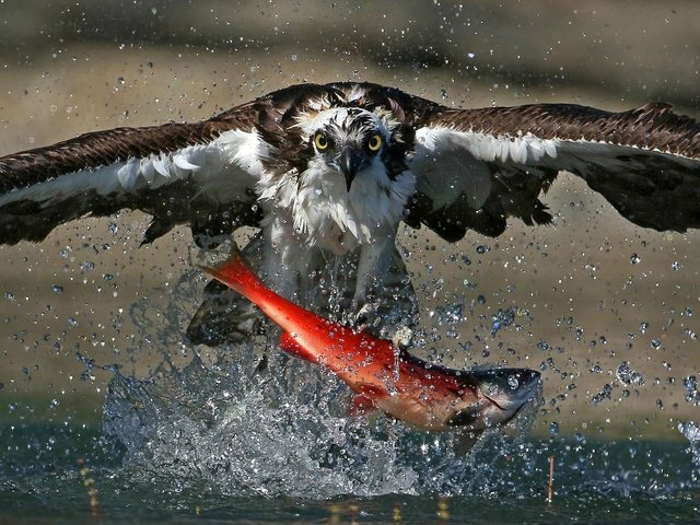 Обои еда, брызги, птица, охота, рыба, лосось, скопа, food, squirt, bird, hunting, fish, salmon, osprey разрешение 2048x1151 Загрузить