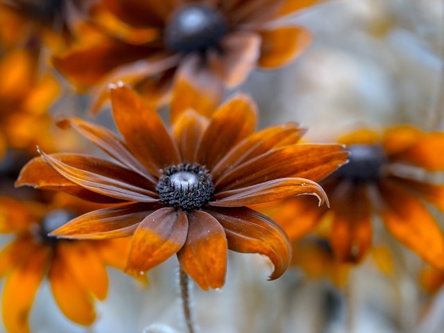 Обои фон, цветок, лепестки, оранжевые, рудбекия, background, flower, petals, orange, rudbeckia разрешение 2047x1214 Загрузить