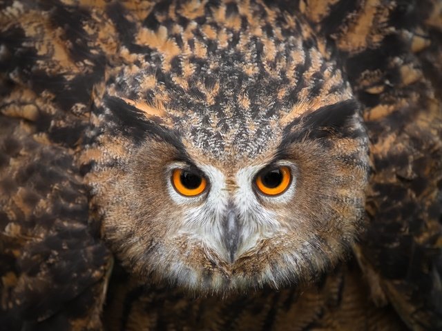 Обои глаза, сова, смотрит, птица, клюв, перья, eyes, owl, looks, bird, beak, feathers разрешение 2500x1786 Загрузить