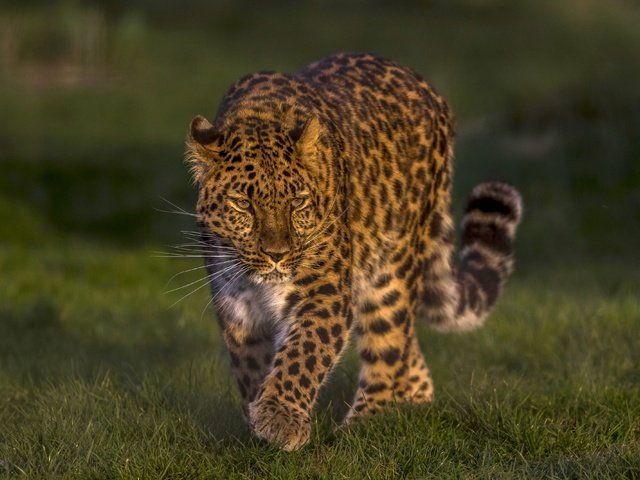 Обои леопард, дикая кошка, красавец, дальневосточный леопард, амурский леопард, leopard, wild cat, handsome, the far eastern leopard, the amur leopard разрешение 4000x2666 Загрузить