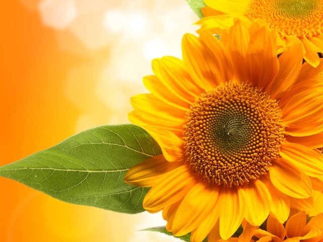 Обои цветы, фон, лист, подсолнухи, желтые, ле, flowers, background, sheet, sunflowers, yellow, le разрешение 2560x1600 Загрузить