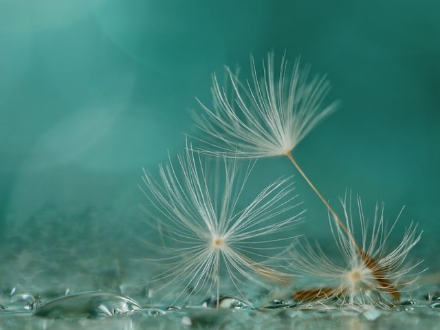 Обои макро, фон, капли, одуванчик, семена, пушинки, былинки, macro, background, drops, dandelion, seeds, fuzzes, blade разрешение 2560x1667 Загрузить