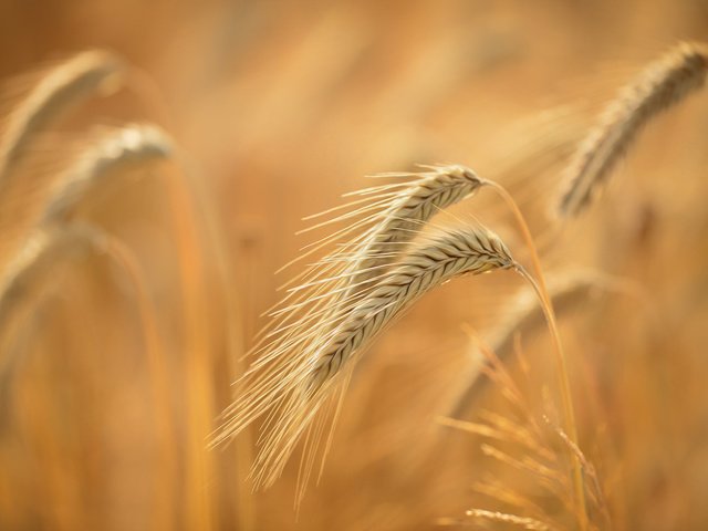 Обои природа, макро, фон, поле, лето, зерна, колосья, пшеница, nature, macro, background, field, summer, grain, ears, wheat разрешение 2048x1363 Загрузить