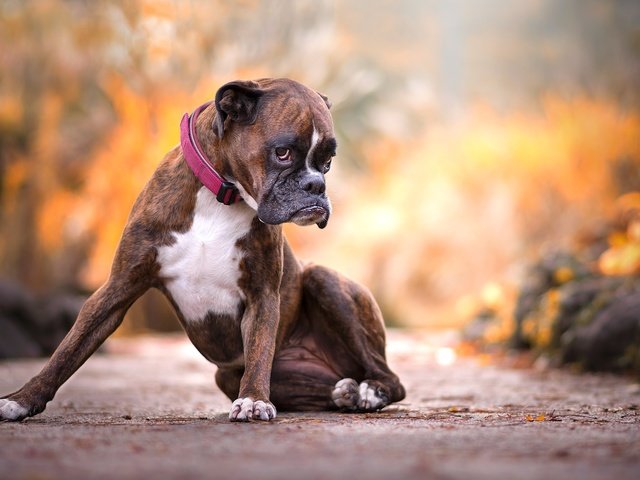 Обои природа, лапы, взгляд, собака, друг, ошейник, боксер, nature, paws, look, dog, each, collar, boxer разрешение 2048x1365 Загрузить