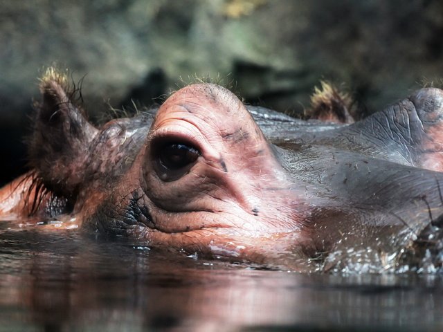 Обои природа, макро, взгляд, уши, бегемот, гиппопотам, nature, macro, look, ears, hippo разрешение 1920x1279 Загрузить