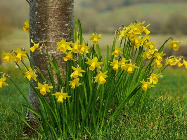 Обои цветы, трава, природа, весна, нарциссы, flowers, grass, nature, spring, daffodils разрешение 1920x1200 Загрузить