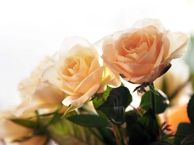 Обои цветы, розы, букет, flowers, roses, bouquet разрешение 2048x1536 Загрузить