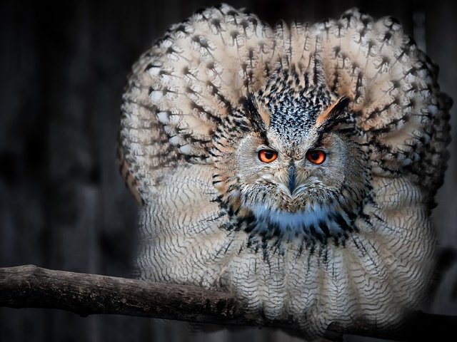 Обои сова, ветка, взгляд, птица, клюв, перья, филин, owl, branch, look, bird, beak, feathers разрешение 3600x2290 Загрузить