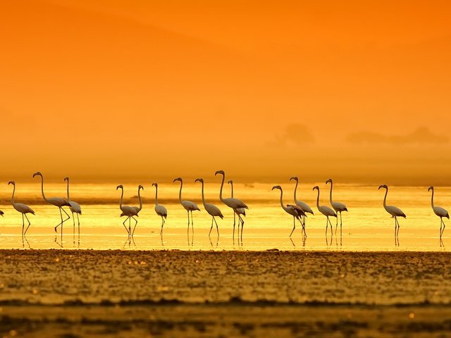 Обои вечер, берег, закат, фламинго, птицы, the evening, shore, sunset, flamingo, birds разрешение 1920x1080 Загрузить