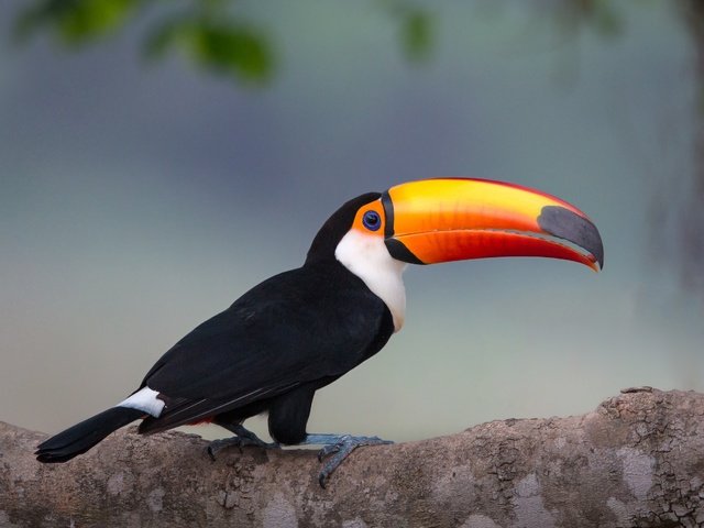 Обои ветка, птица, тукан, клюв, branch, bird, toucan, beak разрешение 2500x1789 Загрузить