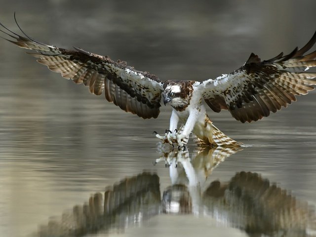 Обои вода, крылья, птица, перья, когти, охота, скопа, water, wings, bird, feathers, claws, hunting, osprey разрешение 2048x1365 Загрузить