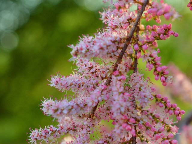 Обои природа, цветение, весна, растение, миндаль, степной, nature, flowering, spring, plant, almonds, steppe разрешение 3000x1873 Загрузить