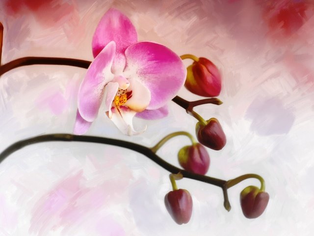 Обои цветок, бутон, орхидея, flower, bud, orchid разрешение 4000x2576 Загрузить