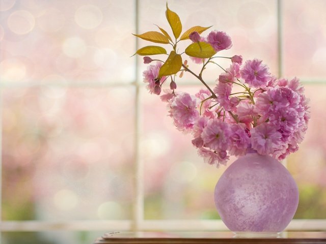 Обои цветы, цветение, веточка, вишня, сакура, окно, ваза, flowers, flowering, sprig, cherry, sakura, window, vase разрешение 4916x3278 Загрузить