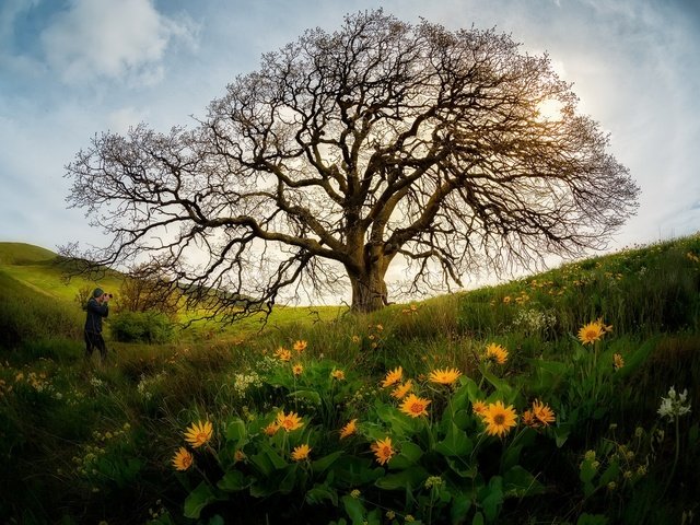 Обои небо, цветы, дерево, человек, the sky, flowers, tree, people разрешение 1920x1282 Загрузить