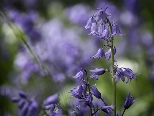 Обои цветы, колокольчики, боке, flowers, bells, bokeh разрешение 2048x1365 Загрузить