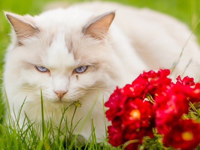 Обои глаза, цветы, мордочка, кошка, взгляд, eyes, flowers, muzzle, cat, look разрешение 1920x1200 Загрузить