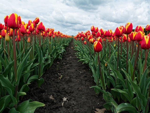 Обои небо, цветы, облака, бутоны, поле, весна, тюльпаны, the sky, flowers, clouds, buds, field, spring, tulips разрешение 2048x1365 Загрузить