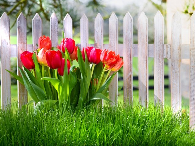 Обои цветы, трава, забор, красные, весна, тюльпаны, flowers, grass, the fence, red, spring, tulips разрешение 5616x3744 Загрузить