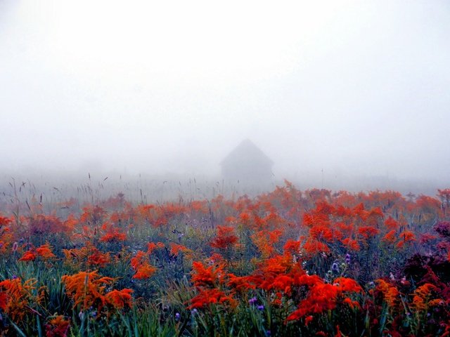 Обои цветы, природа, фон, туман, поле, дом, flowers, nature, background, fog, field, house разрешение 2560x1707 Загрузить