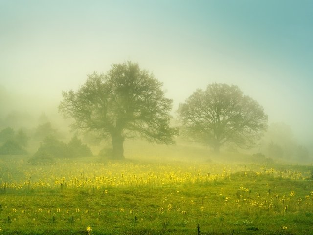 Обои цветы, деревья, туман, поле, flowers, trees, fog, field разрешение 2560x1707 Загрузить