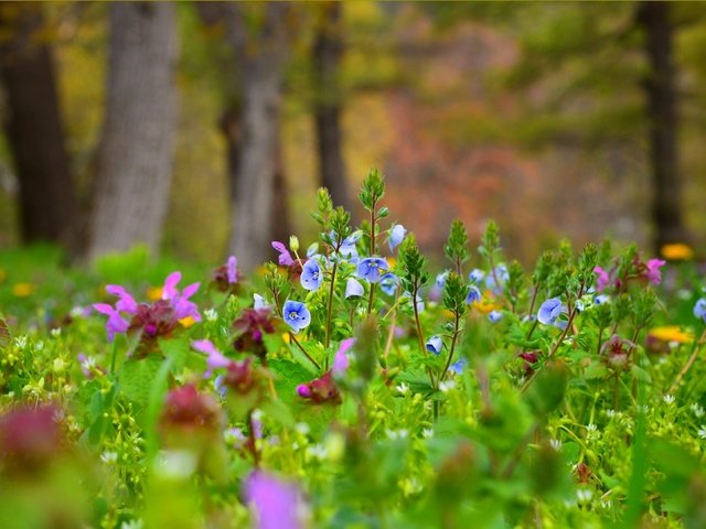 Обои цветы, поляна, луг, водосбор, аквилегия, flowers, glade, meadow, the catchment, aquilegia разрешение 3004x1887 Загрузить