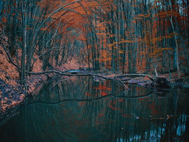 Обои деревья, озеро, лес, отражение, осень, trees, lake, forest, reflection, autumn разрешение 6144x4096 Загрузить