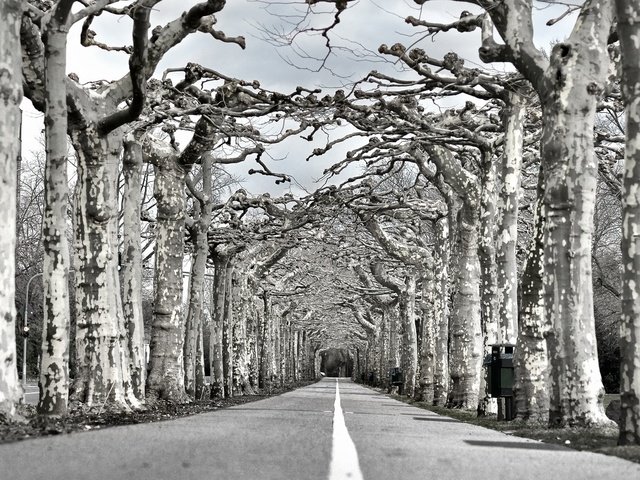 Обои дорога, деревья, природа, чёрно-белое, аллея, road, trees, nature, black and white, alley разрешение 1997x1318 Загрузить