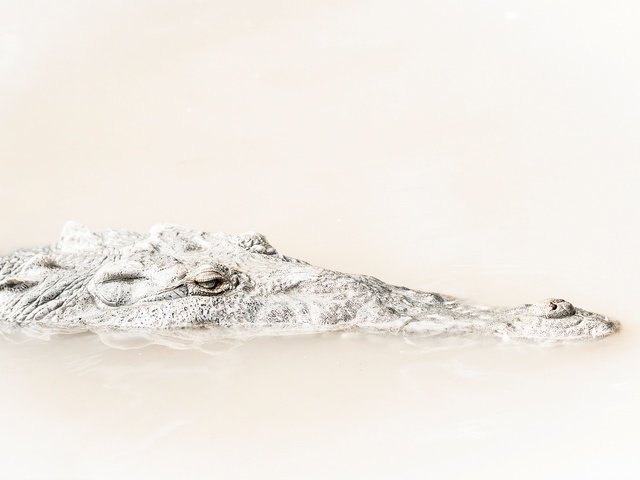 Обои глаза, крокодил, голова, рептилия, eyes, crocodile, head, reptile разрешение 2048x1367 Загрузить