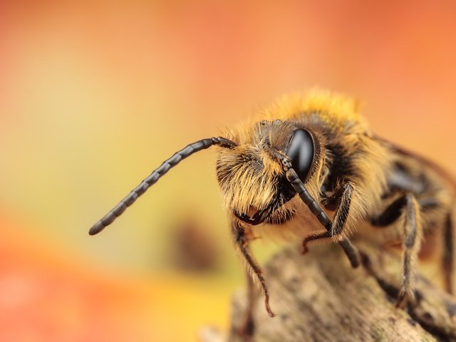 Обои глаза, макро, насекомое, усики, пчела, лапки, eyes, macro, insect, antennae, bee, legs разрешение 2560x1600 Загрузить