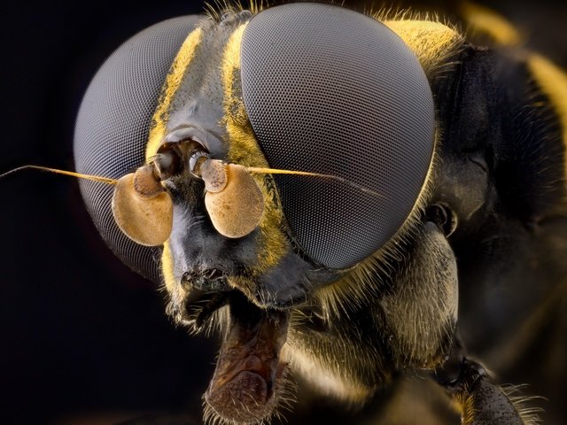 Обои глаза, макро, насекомое, муха, волосики, eyes, macro, insect, fly, hairs разрешение 2555x1600 Загрузить