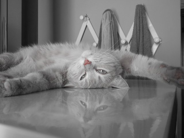 Обои кот, пушистый, серый, отдыхает, cat, fluffy, grey, resting разрешение 2560x1600 Загрузить