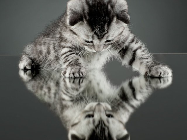 Обои глаза, отражение, мордочка, кошка, взгляд, чёрно-белое, котенок, eyes, reflection, muzzle, cat, look, black and white, kitty разрешение 3800x2500 Загрузить
