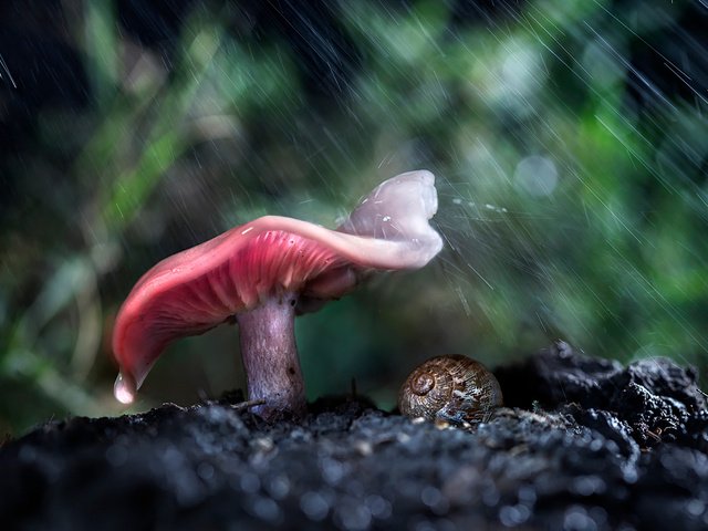 Обои лес, макро, гриб, дождь, улитка, forest, macro, mushroom, rain, snail разрешение 2048x1365 Загрузить