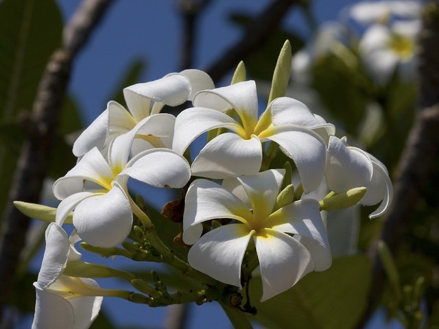 Обои цветы, макро, лепестки, соцветие, плюмерия, бутончики, flowers, macro, petals, inflorescence, plumeria, buds разрешение 3888x2592 Загрузить