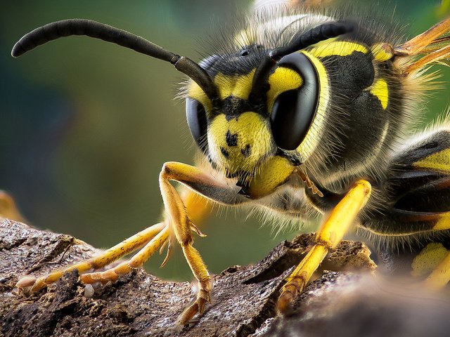 Обои макро, насекомое, усы, крылья, лапки, оса, теги, macro, insect, mustache, wings, legs, osa, tags разрешение 2048x1152 Загрузить