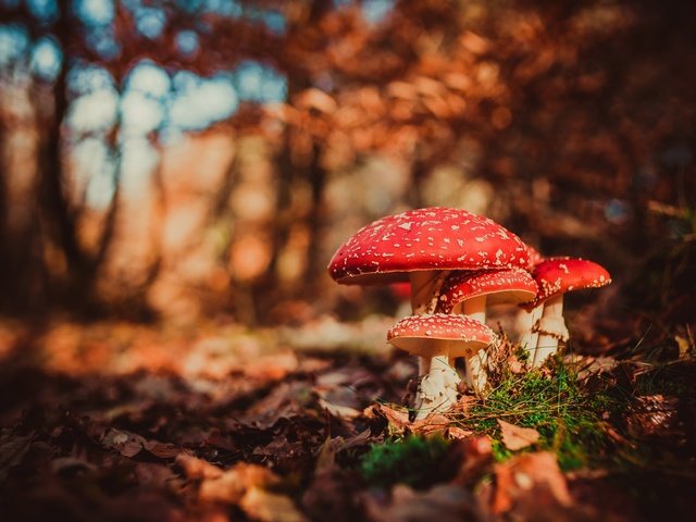 Обои макро, осень, грибы, боке, мухоморы, macro, autumn, mushrooms, bokeh, amanita разрешение 2048x1366 Загрузить