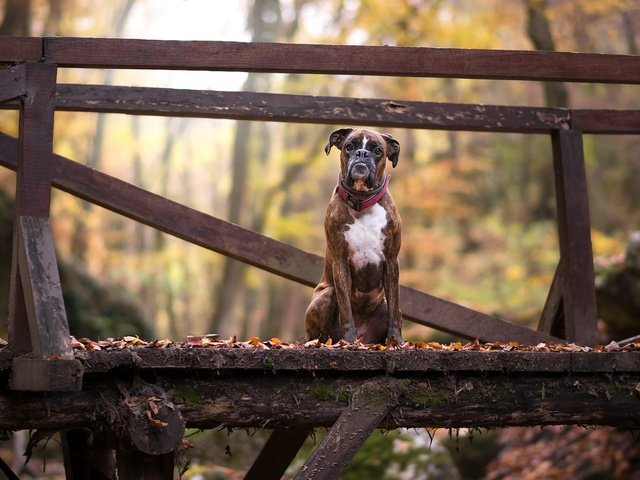 Обои листья, мост, взгляд, осень, собака, друг, боксер, leaves, bridge, look, autumn, dog, each, boxer разрешение 2048x1365 Загрузить