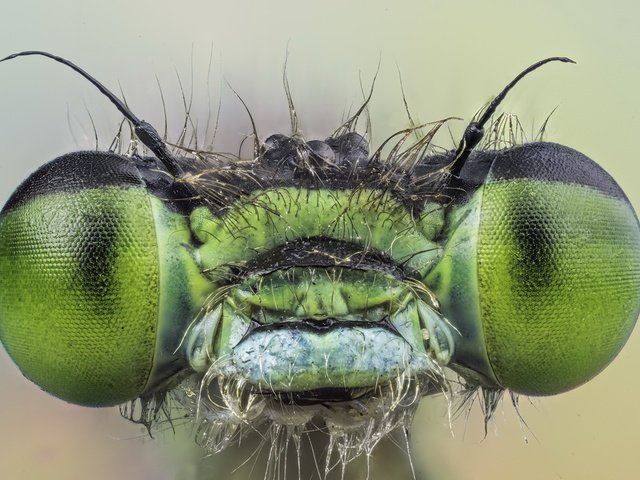 Обои глаза, макро, насекомое, взгляд, стрекоза, eyes, macro, insect, look, dragonfly разрешение 2048x1257 Загрузить