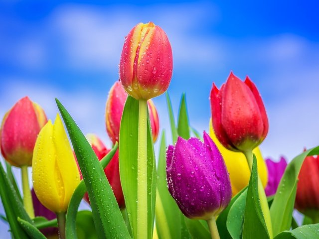 Обои небо, цветение, бутоны, капли, разноцветные, весна, тюльпаны, the sky, flowering, buds, drops, colorful, spring, tulips разрешение 2048x1365 Загрузить