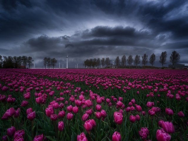 Обои небо, цветы, деревья, тучи, поле, весна, тюльпаны, the sky, flowers, trees, clouds, field, spring, tulips разрешение 2048x1402 Загрузить