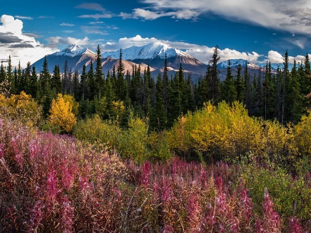 Обои небо, деревья, горы, травы, the sky, trees, mountains, grass разрешение 2048x1089 Загрузить