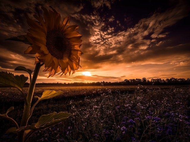 Обои небо, цветы, облака, ночь, закат, поле, подсолнух, полевые цветы, the sky, flowers, clouds, night, sunset, field, sunflower, wildflowers разрешение 2048x1355 Загрузить