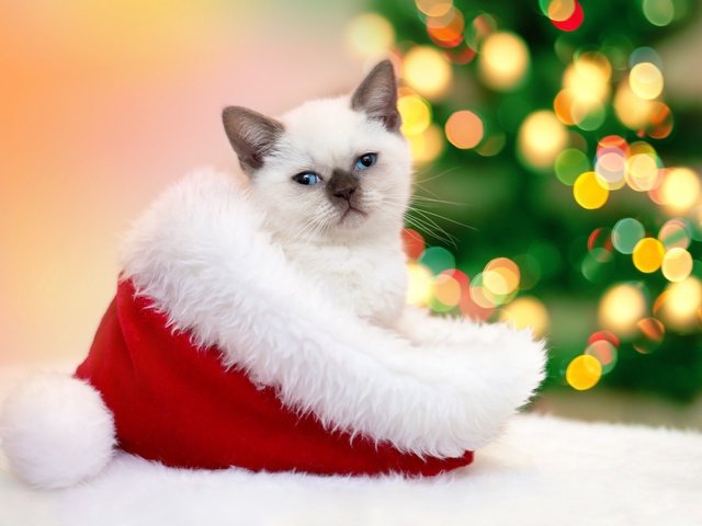 Обои новый год, кошка, котенок, шапка, гирлянда, колпак, new year, cat, kitty, hat, garland, cap разрешение 2560x1597 Загрузить