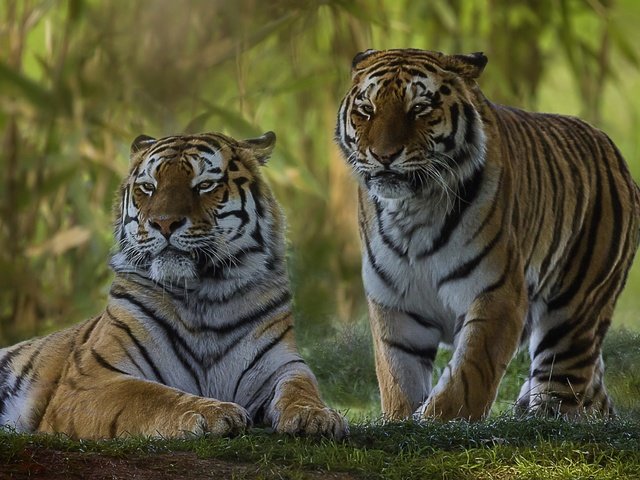 Обои парочка, дикая кошка, тигры, a couple, wild cat, tigers разрешение 2560x1579 Загрузить