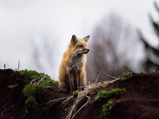 Обои природа, фон, лиса, лисица, животное, nature, background, fox, animal разрешение 2048x1367 Загрузить