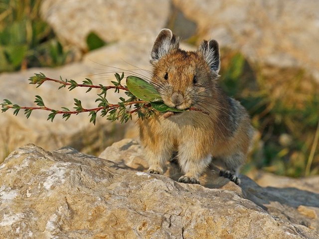 Обои природа, мышь, грызун, пищуха, nature, mouse, rodent, pika разрешение 2048x1383 Загрузить